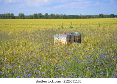 Beehives of hobby beekeeper in field of wildflowers