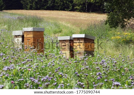 Beehives in the meadow  full of flowers 