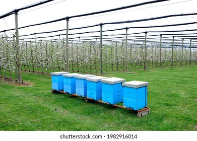 Beehives in a modern blooming apple orchard with anti-hail nets