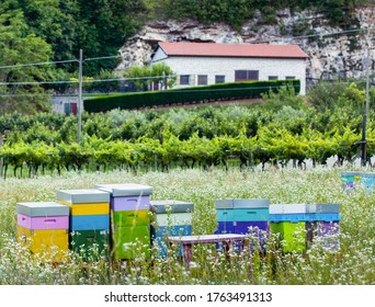 beehives on a field of white flowers near the villa under the hill with rock and forest. vines and olive groves planted in front of the house. colored hives in a row - Powered by Shutterstock