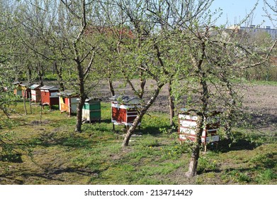 Beehives in orchard with green fruit trees for ecological and organic honey production by bees in spring