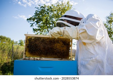 Beekeeper in apiary inspecting beehive, checking bee family health