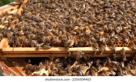 Beekeeper Beehive Hive Honey Honeycomb apiary Organic farming Bee yellow beehive  working bees on honeycombs. Beekeeping and honey production image  - Shutterstock ID 2356504463