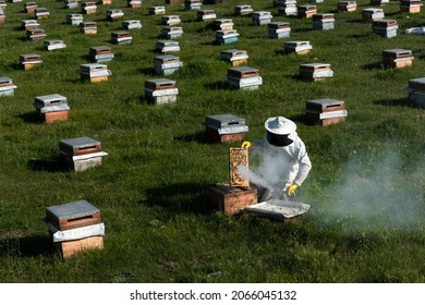 beekeeper blowing smoke into beehive and lined beehives