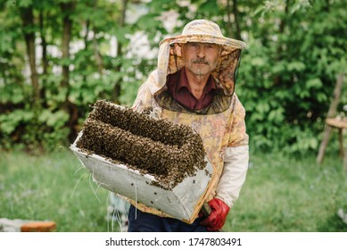 The beekeeper caught a swarm of bees in a box. Swarm of bees and the queen bee. Catching the bee swarm. Beekeeper at work. Beekeeping background. Beekeepers day.