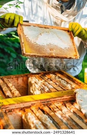 Similar – Image, Stock Photo Beekeeper checking honeycomb in apiary