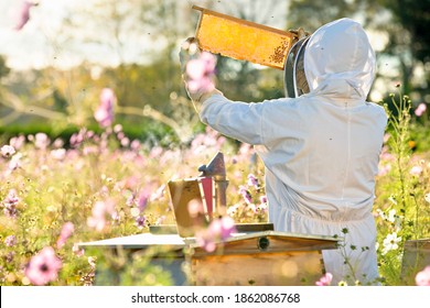 Beekeeper checking honey on the beehive frame in the field full of flowers - Powered by Shutterstock