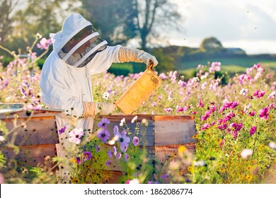 Beekeeper checking honey on the beehive frame in the field full of flowers