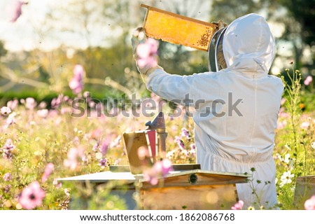 Similar – Image, Stock Photo Beekeeper with gloves and veil controls his beehive and searches for queen cells