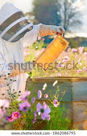 Similar – Image, Stock Photo Beekeeper with gloves and veil controls his beehive and searches for queen cells