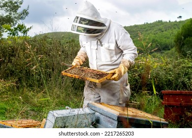 Beekeeper Checks Hive Honeycomb On The Field