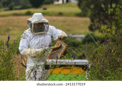 Beekeeper cleaning a bee frame with a horsehair brush in the Ecuadorian countryside surrounded by cultivated lands - Powered by Shutterstock