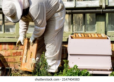 Beekeeper collecting honey from bee hive in beekeeping suit