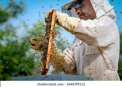 Beekeeper Controlling Colony And Bees In Protective Uniform