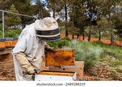 A beekeeper dressed in a protective suit inspects hives in an outdoor apiary. The image shows the beekeeper examining a hive frame, surrounded by vegetation and trees, under a partly cloudy sky.  - Powered by Shutterstock