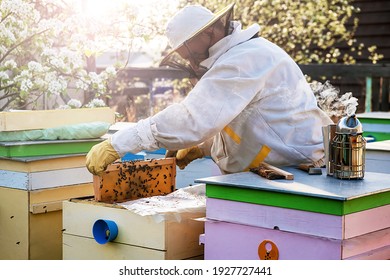 The beekeeper examines the bees with an analysis of the nest, takes out the frames and sets the size of the family.
