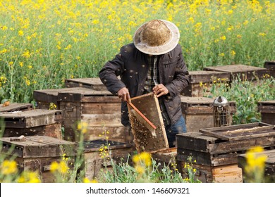 The Beekeeper In The Field Of Flowers.