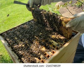 47,752 Harvesting Honey Images, Stock Photos & Vectors | Shutterstock