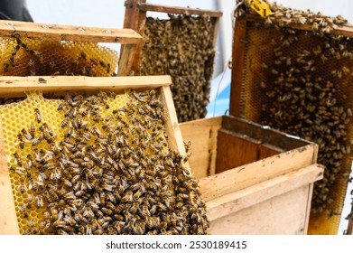 Beekeeper harvesting honeycomb from beehive using smoker in apiary - Powered by Shutterstock