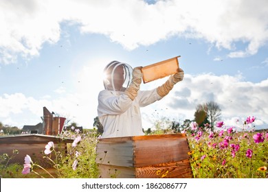 Beekeeper holding the beehive frame filled with honey against the sunlight in the field full of flowers