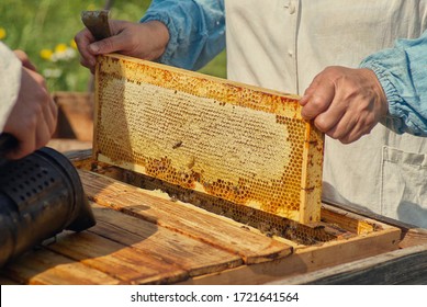 A Beekeeper Holds A Honey Cage With Bees In His Hands. Apiculture.