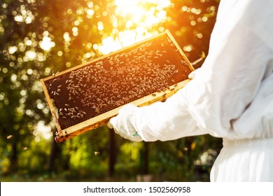 The beekeeper holds a honey cell with bees in his hands.