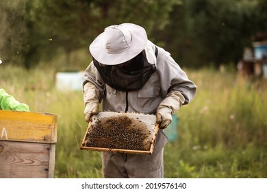 The beekeeper holds a honey cell with bees in his hands. Apiculture. Apiary. Working bees on honeycomb. Bees work on combs.