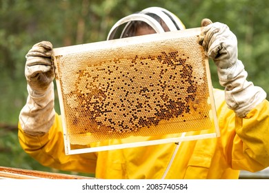 The beekeeper holds a honey cell with bees in his hands. Apiculture. Apiary. Working bees on honeycomb. Bees work on combs. Honeycomb with honey and bees close-up.