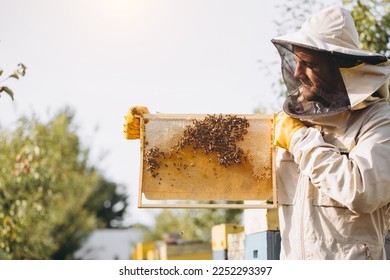 The beekeeper holds a honey cell with bees in his hands. Apiculture. Apiary. Working bees on honey comb. Honeycomb with honey and bees close-up. - Powered by Shutterstock