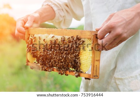 The beekeeper holds a honey cell with bees in his hands. Apiculture. Apiary