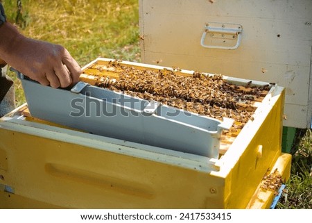 The beekeeper inserts beehive partition beehive divider from plastic to divide the hive into several parts to keep the bees in a certain place