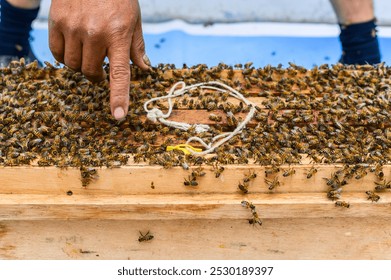 Beekeeper inspecting beehive frame covered with bees - Powered by Shutterstock