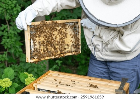 A beekeeper inspecting a hive and lifting a frame out of the beehive that is covered in bees and capped honey cells. 
