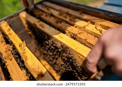 Beekeeper Inspecting Honeycomb Frames. Close-up of a beekeeper inspecting honeycomb frames filled with bees, showing the intricate structure of the hive. - Powered by Shutterstock