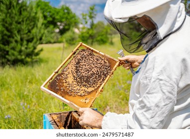 Beekeeper Inspecting Honeycomb. A beekeeper in protective gear inspects a honeycomb frame filled with bees, likely during a summer harvest. - Powered by Shutterstock