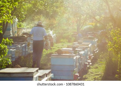beekeeper inspects apiary.