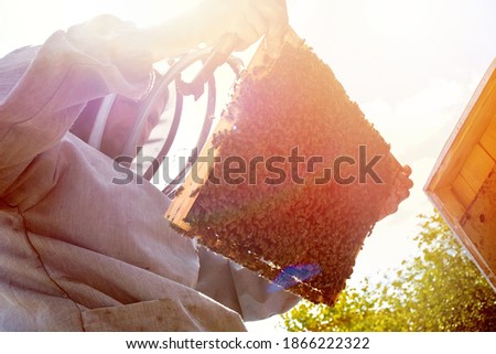 beekeeper inspects frame with queen cells on apiary in evening in rays of setting sun. beekeeper shares frames in hive with hive tool. Beehives on bad of trees in village. Private apiary,