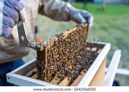 A beekeeper inspects honeycomb frames filled with busy bees, showcasing the intricate process of honey production and the crucial role of bees in pollination and ecological balance.