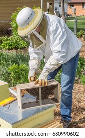 Beekeeper Installs New Package Bees Hive Stock Photo 680990602 ...
