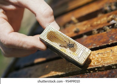 Beekeeper introducing a new queen bee to the hive