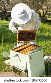 Beekeeper looking after bees and preparing for honey by maintaining the beehive