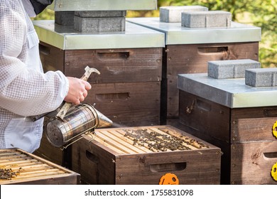 The beekeeper looks after bees. The beekeeper opens the hive, the bees checks, checks honey. Beekeeper exploring honeycomb.