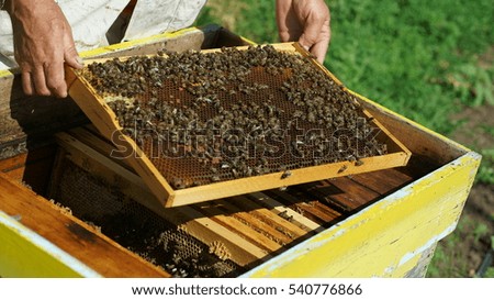 beekeeper looks hive with bees