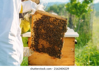 832 Honeybee net Images, Stock Photos & Vectors | Shutterstock