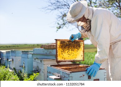 Beekeeper on apiary. Beekeeper is working with bees and beehives on the apiary. 