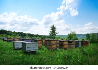 Beekeeper on apiary. Beekeeper is working with bees and beehives on the apiary. - Powered by Shutterstock