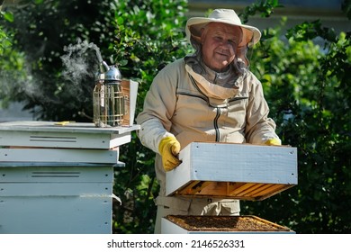 Beekeeper on apiary. Beekeeper is working with bees and beehives on the apiary. Apiculture.