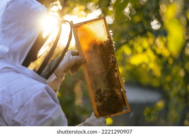Beekeeper on an apiary, beekeeper is working with bees and beehives on the apiary, beekeeping or apiculture concept
