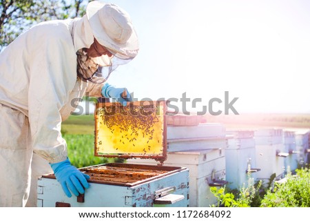 Beekeeper on apiary. Beekeeper is working with bees and beehives on the apiary. 