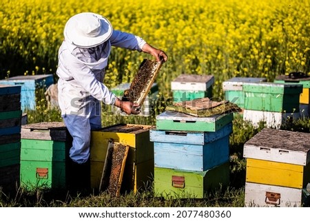 Beekeeper on apiary. Beekeeper is working with bees and beehives on the apiary.